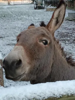 Animaux dans la maison de vacances ou à proximité