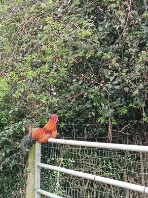 Animaux dans la maison de vacances ou à proximité