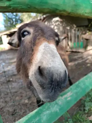 Animaux dans la maison de vacances ou à proximité