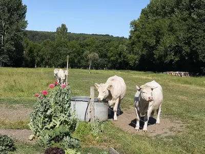 Animaux dans le séjour chez l'habitant ou à proximité