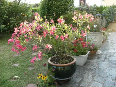 Jardin de l'établissement Gites Les Roses