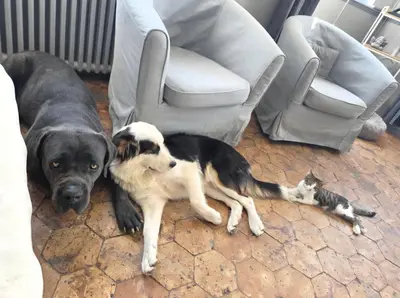 Animal ou animaux domestique(s) séjournant avec des clients dans l'établissement Le Manoir de Séverine