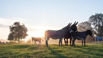 Animaux dans la maison de vacances ou à proximité