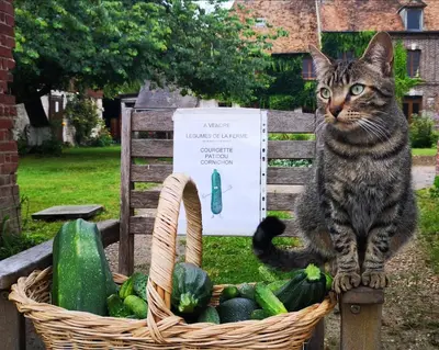 Animal ou animaux domestique(s) séjournant avec des clients dans l'établissement Les Jardins de Félicie