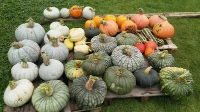 Plan de l'établissement Les Jardins de Félicie