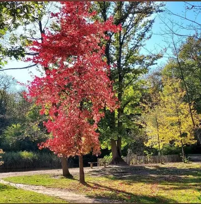 Jardin de l'établissement Studio Résidence La Fôret Taverny