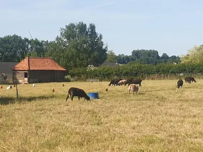 Animaux dans la maison de vacances ou à proximité