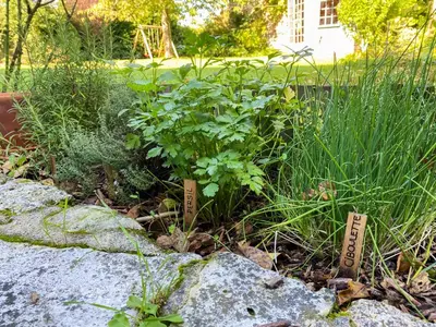 Jardin de l'établissement Grangebelle Maison 7 Chambres
