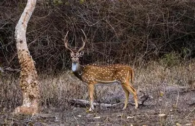 Animaux dans le B&B/chambre d'hôtes ou à proximité
