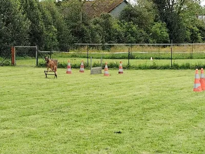 Jardin de l'établissement Gîte au Ptit Canin