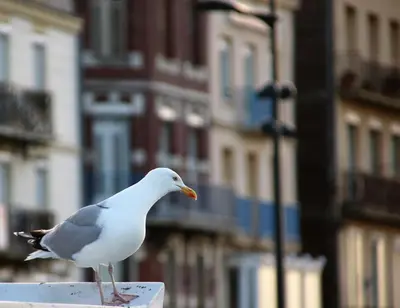 Animaux dans l'appartement ou à proximité