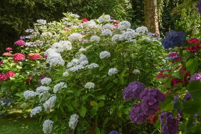 Jardin de l'établissement Le Cottage -Gîte de charme-