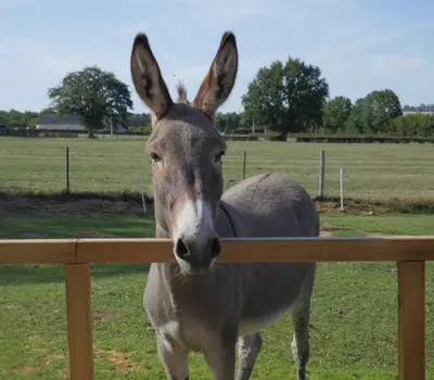 Animaux dans la maison de vacances ou à proximité