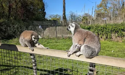 Animaux dans la maison de vacances ou à proximité