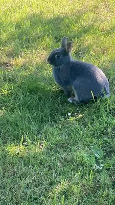 Animaux dans la maison de vacances ou à proximité