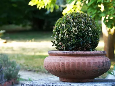 Jardin de l'établissement La Salamandre