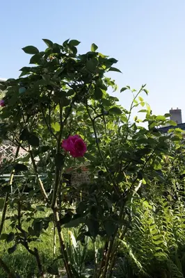 Jardin de l'établissement La Montpensier - maison dans le centre ville d'Eu