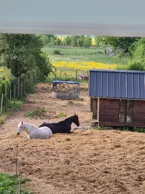 Animaux dans la maison de vacances ou à proximité