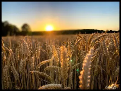Lever ou coucher de soleil vu de la maison de vacances ou à proximité