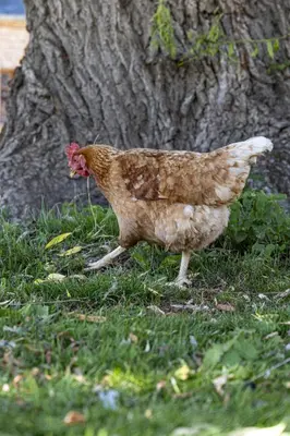 Animaux dans la maison d'hôtes ou à proximité