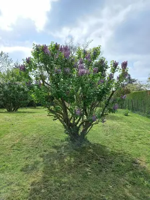 Jardin de l'établissement Maison chaleureuse de plain pied avec 3 chambres