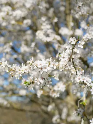 Jardin de l'établissement Ferme des Millonets - petit gîte