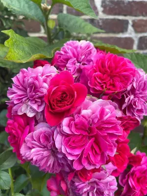 Jardin de l'établissement Gîte des Roses