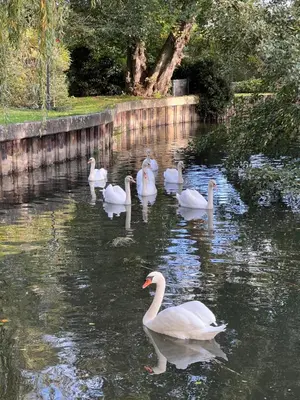 Animaux dans la villa ou à proximité