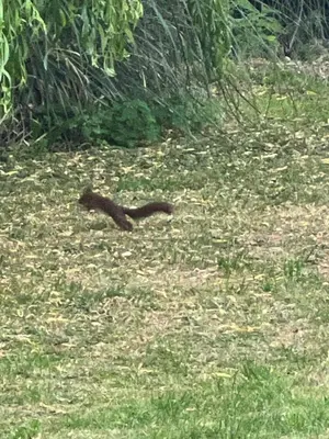 Animaux dans la villa ou à proximité