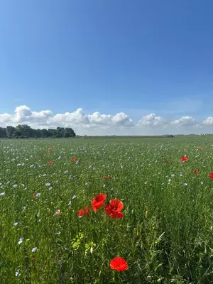 Paysage naturel près de l'appartement