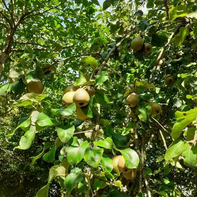 Jardin de l'établissement L hirondelle