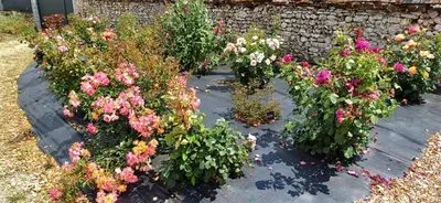Jardin de l'établissement Gite de l'artiste