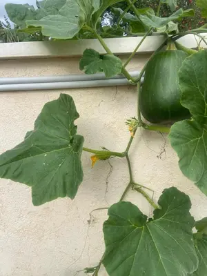 Jardin de l'établissement Escapade & Bien être