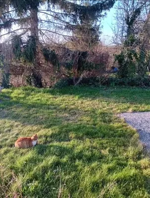 Jardin de l'établissement Gîte la chouette hulotte