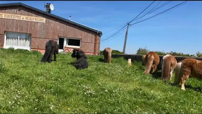 Animaux dans la maison de vacances ou à proximité