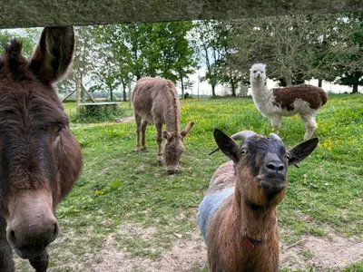 Animaux dans la maison de vacances ou à proximité