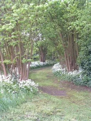 Jardin de l'établissement Les Magnolias