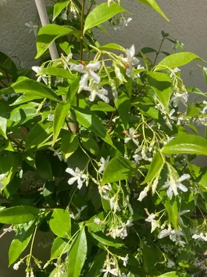 Jardin de l'établissement L'Oreade