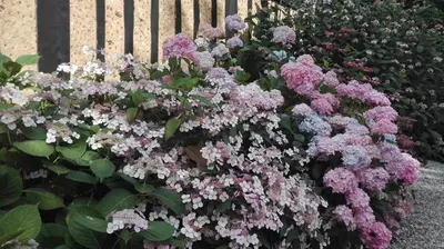 Jardin de l'établissement Le lit de la Saâne