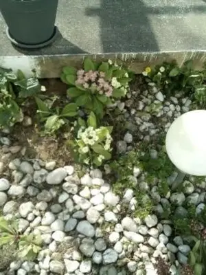 Jardin de l'établissement La Crielloise