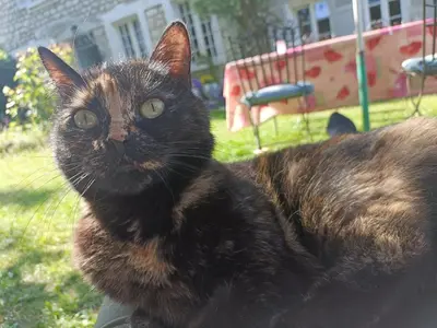 Animal ou animaux domestique(s) séjournant avec des clients dans l'établissement Avenue du Château