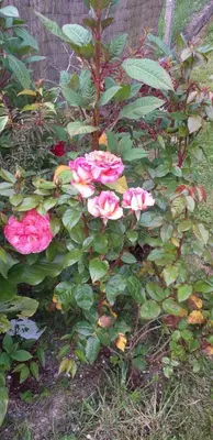Jardin de l'établissement gite l oree de la foret