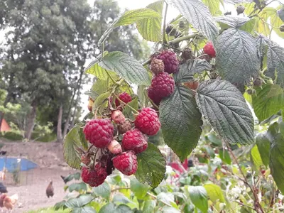 Jardin de l'établissement La Cle de Saule