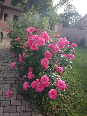 Jardin de l'établissement Rose Garden Studio