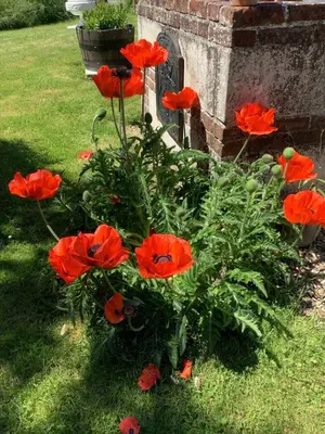 Jardin de l'établissement La Marokanette