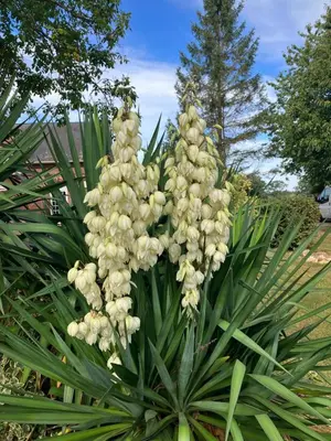 Jardin de l'établissement La Marokanette