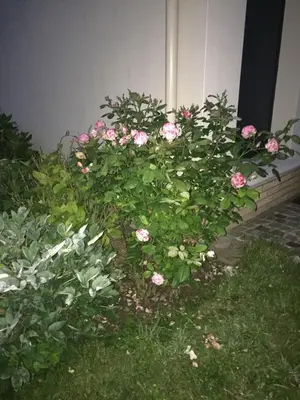 Jardin de l'établissement Rue de la Gare