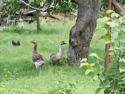 Animaux dans la maison de vacances ou à proximité