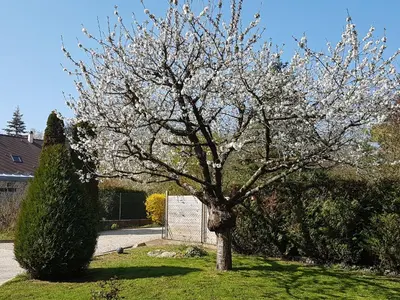 Jardin de l'établissement Le Clos Magedon