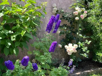 Jardin de l'établissement Rose Garden Mezzanine